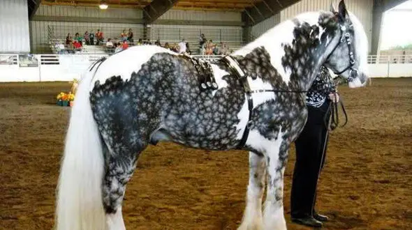 بدن این اسب طراحی جالبی دارد + عکس