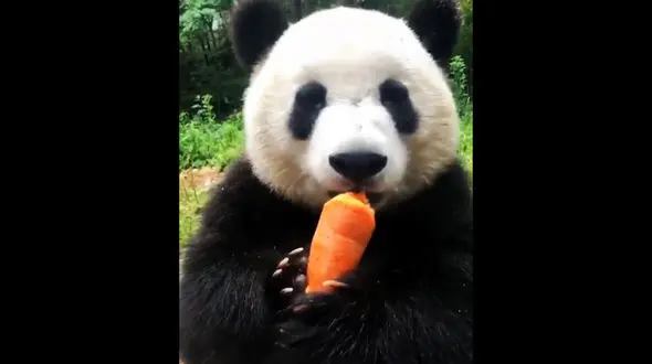 این پاندا عاشق هویج است + فیلم