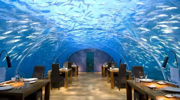 در یک قدمی کوسه ها غذا بخورید+عکس