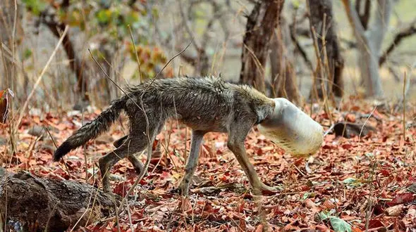 تصاویر تلخ از گیر کردن سر یک گرگ در پلاستیک