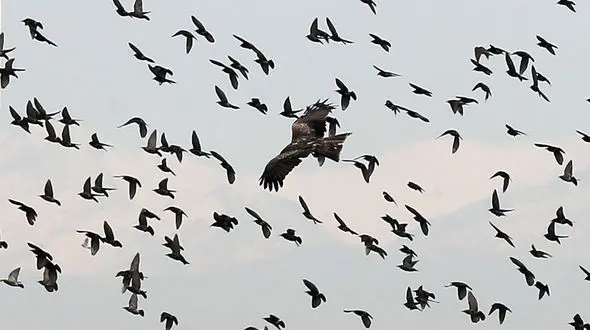 هجوم کلاغ‌ها به آسمان کی‌یف + فیلم شگفت انگیز