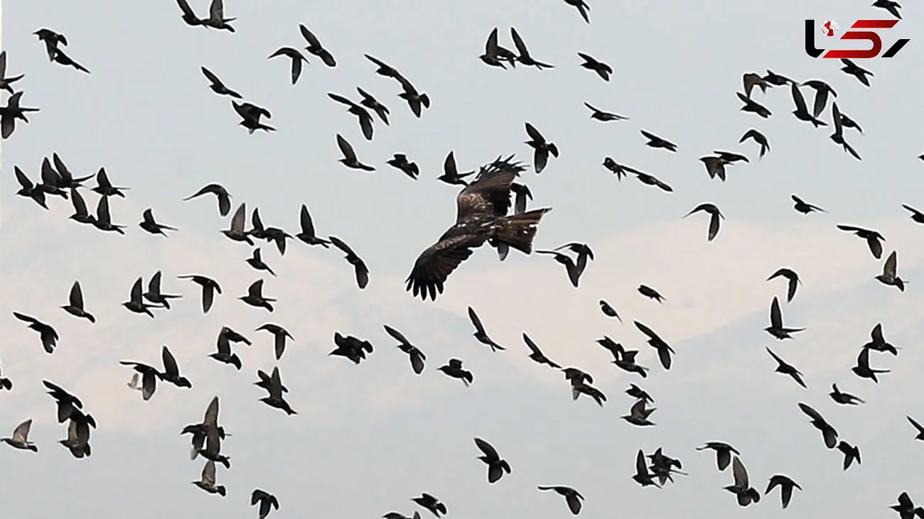 هجوم کلاغ‌ها به آسمان کی‌یف + فیلم شگفت انگیز