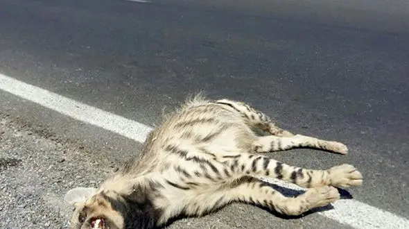 مرگ کفتار راه راه براثر برخورد با یک خودرو+ عکس