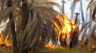 آتش ۵ هکتار از نخلستان های مینوشهر را از بین برد