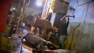 اعتراض به رفتار وحشتناک ویتنامی ها در کُشتارگاه گاوها +فیلم