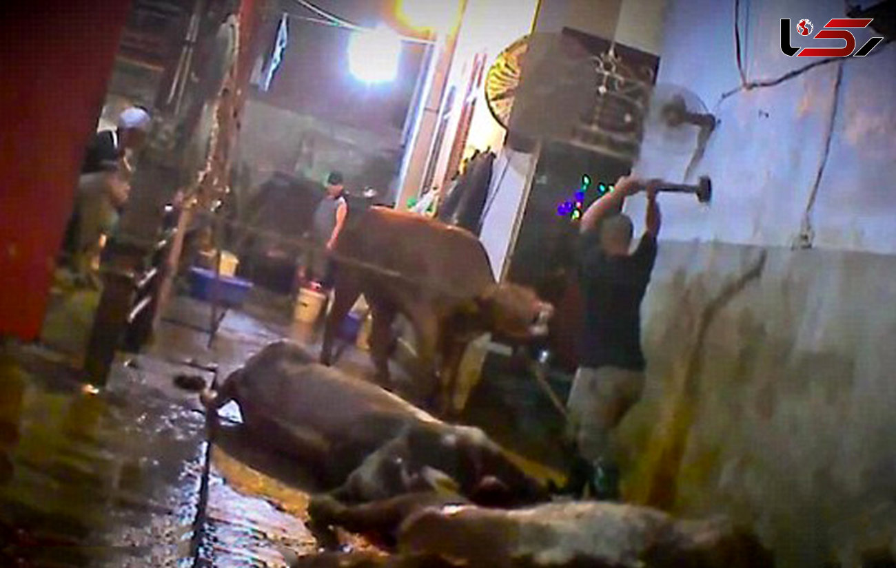 اعتراض به رفتار وحشتناک ویتنامی ها در کُشتارگاه گاوها +فیلم