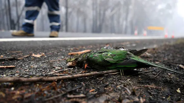 جدیدترین عکس ها از آتش سوزی در جنگل های استرالیا 