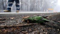 جدیدترین عکس ها از آتش سوزی در جنگل های استرالیا 
