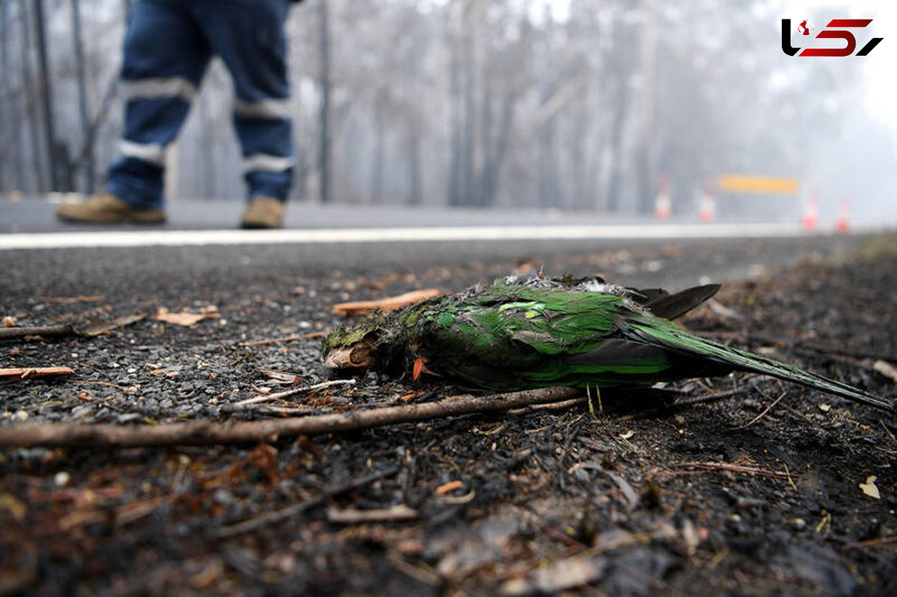 جدیدترین عکس ها از آتش سوزی در جنگل های استرالیا 