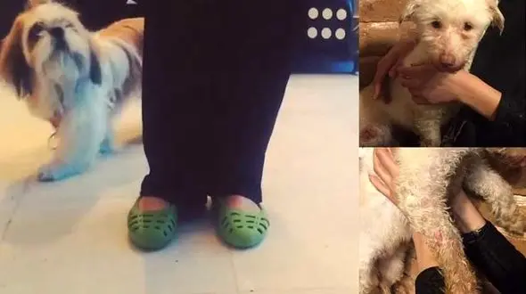 دردسر جنجال آزار سگها در خیابان ظفر تهران در شبکه های مجازی /  مربی زن حیوانات به دادسرا احضار شد