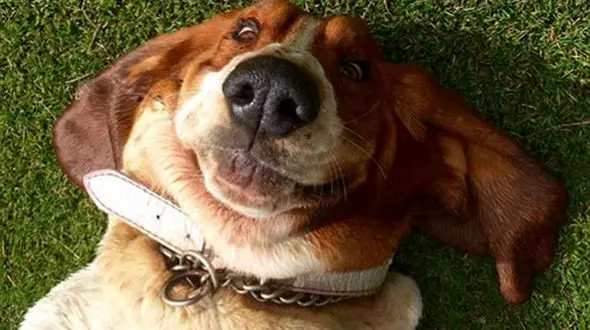 سگ‌هایی که شما را می‌خندانند + تصاویر