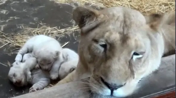 تصاویر دیدنی از تولد توله شیرهای سفید در باغ وحش