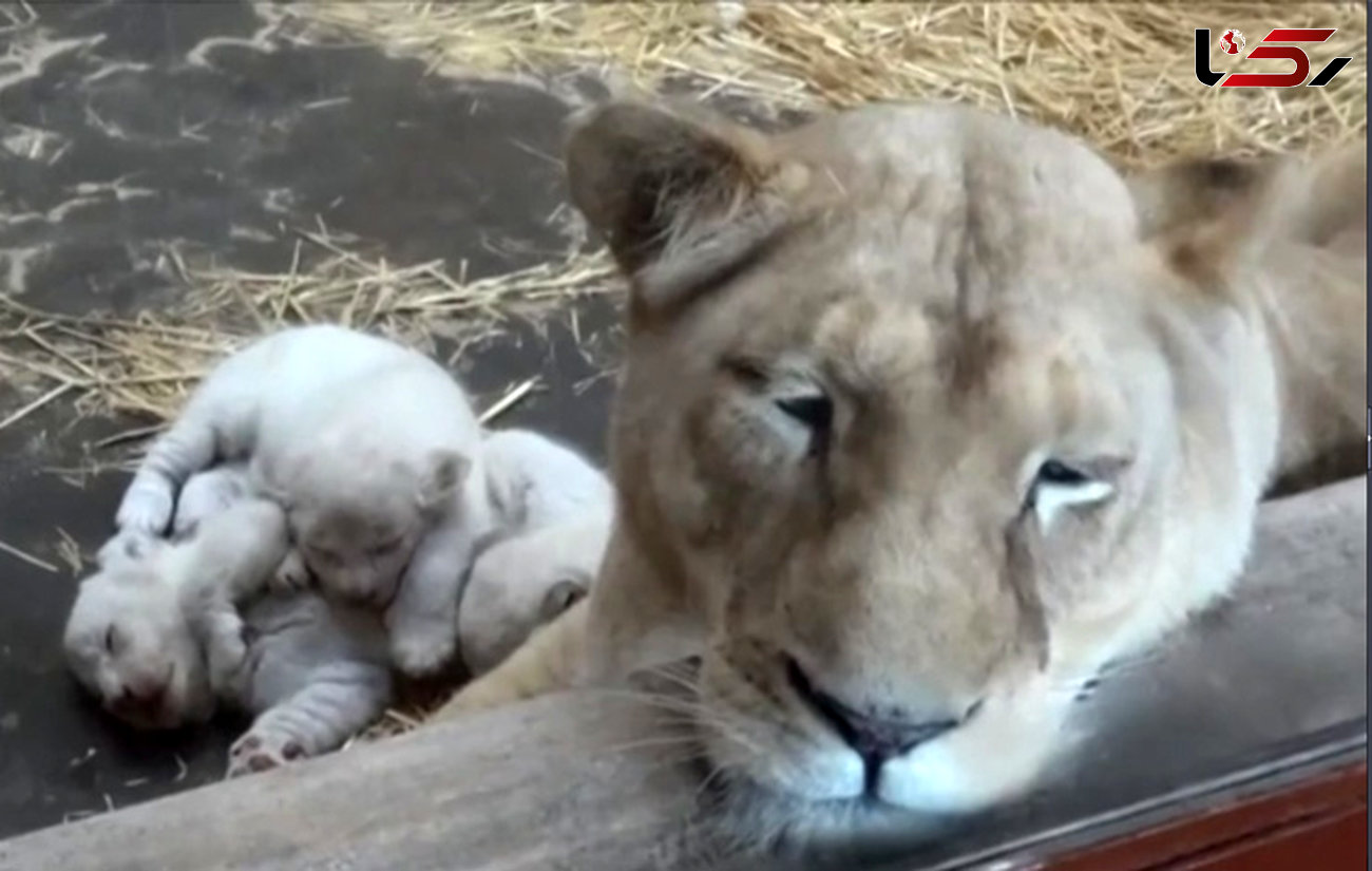 تصاویر دیدنی از تولد توله شیرهای سفید در باغ وحش