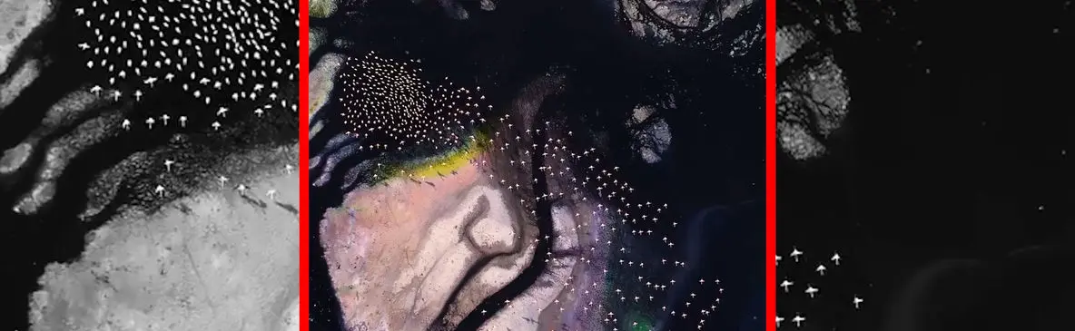 فیلم هوایی پرواز فلامینگوهای دریاچه مهارلو