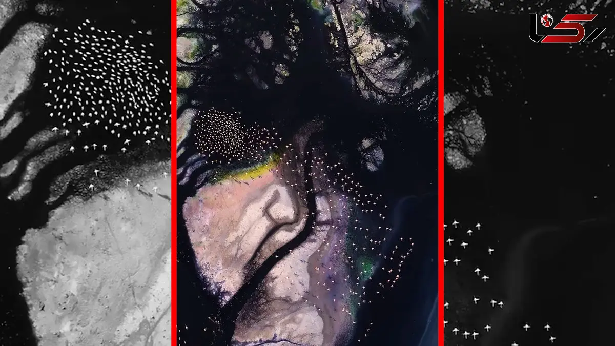 فیلم هوایی پرواز فلامینگوهای دریاچه مهارلو