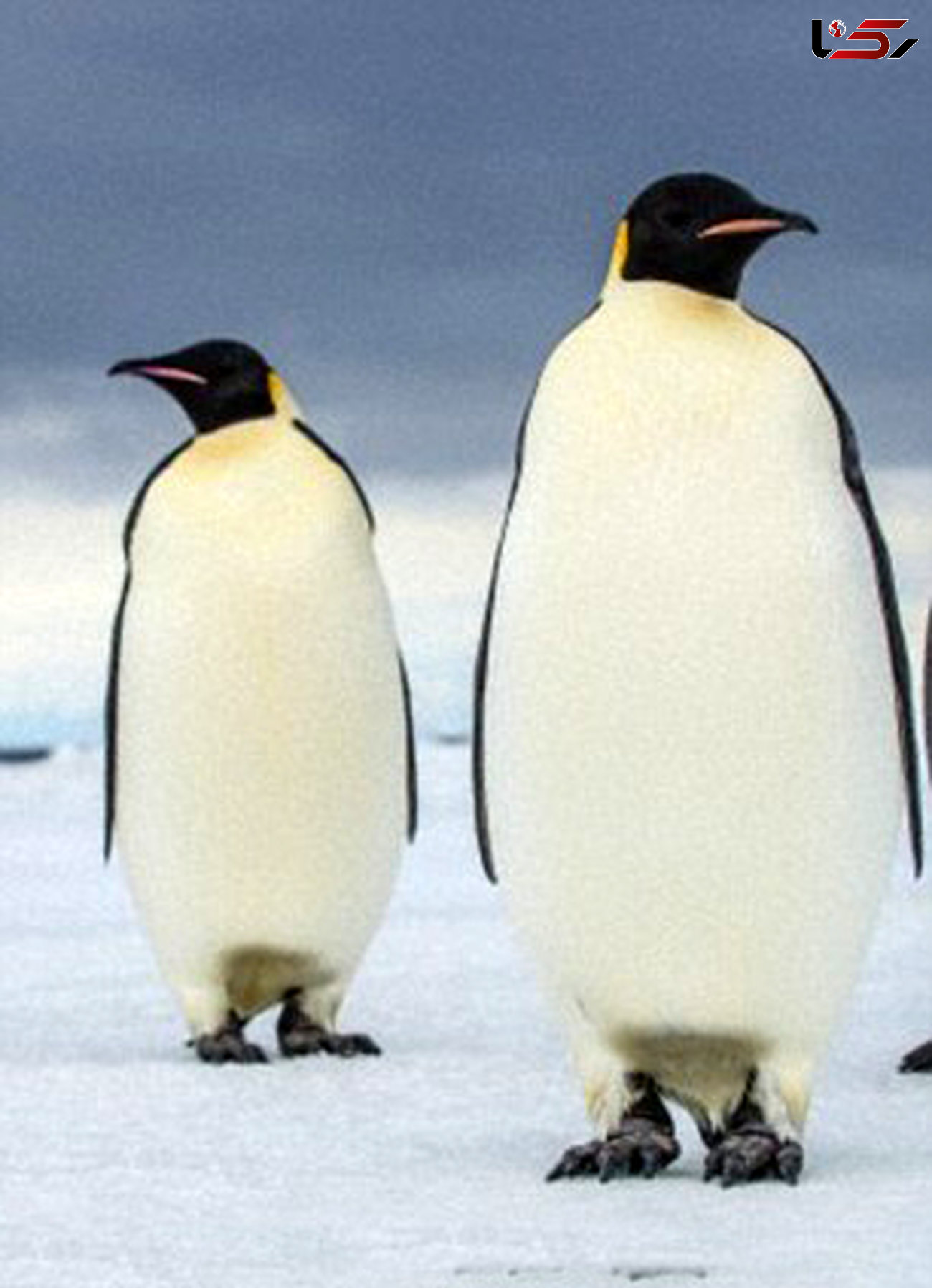 کشف ابر پنگوئن‌های 40 میلیون ساله