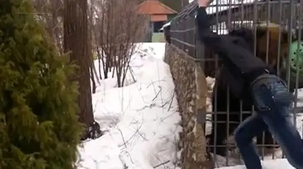 بازی احمقانه با خرس وحشی + فیلم