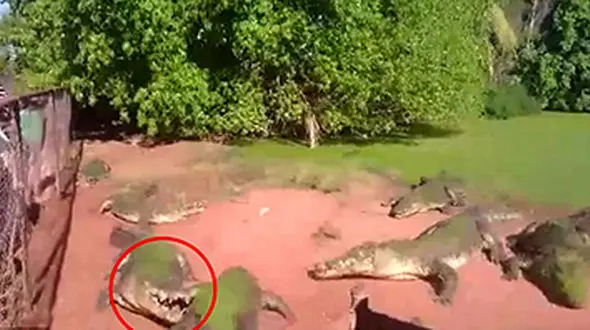 نبرد کروکودیل‌ها برای خوردن یکدیگر