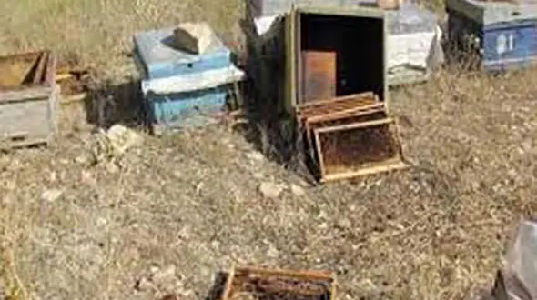 حمله شیرین توله خرس های گرسنه به کندو های عسل مازندرانی ها