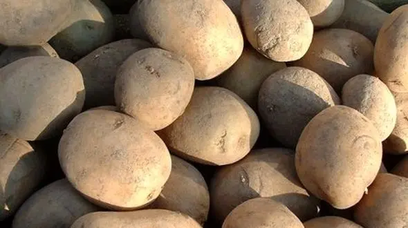 کاهش تولید قیمت را بالا برد/ وعده ارزانی مجدد برای سیب‌زمینی