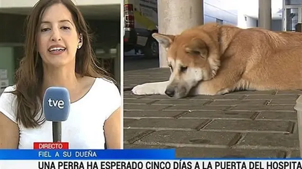 انتظار ۶ روزه سگ وفادار برای دیدن صاحب بیمارش+عکس