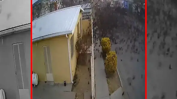 فیلم سقوط دسته پرندگان در حین مهاجرت