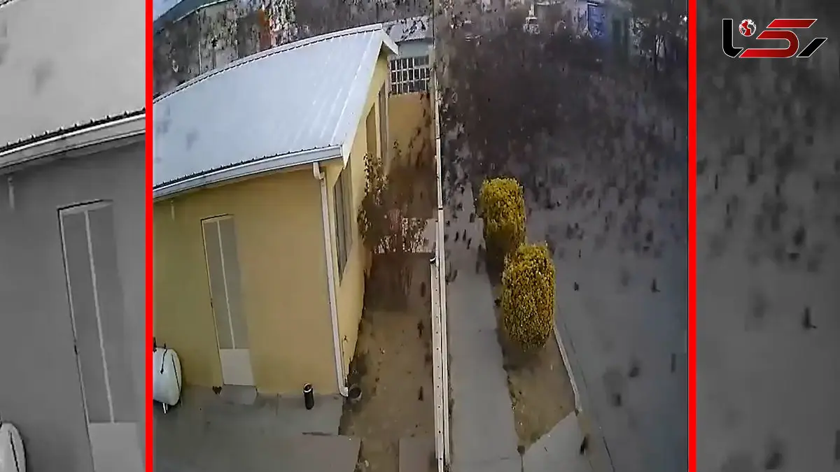 فیلم سقوط دسته پرندگان در حین مهاجرت