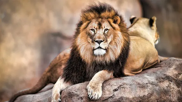 هم صحبتی یک جوان با شیر! + فیلم