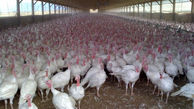 تولید سالانه ۱۵۰۰ تن گوشت بوقلمون در لرستان