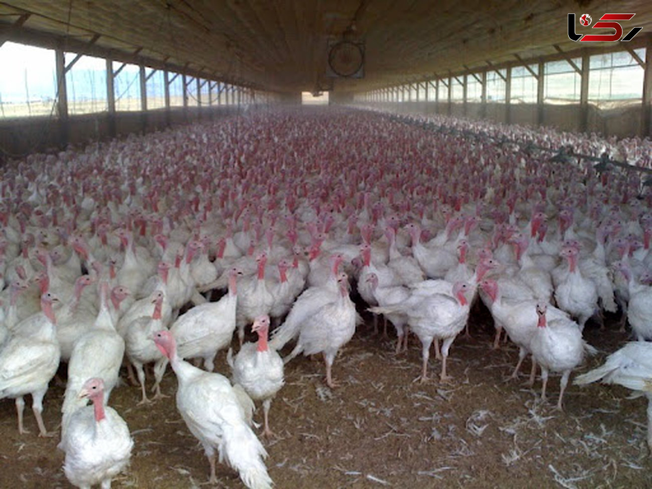 تولید سالانه ۱۵۰۰ تن گوشت بوقلمون در لرستان