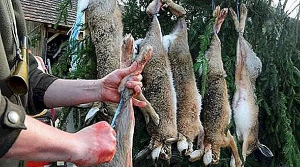 قتل ۱۷ خرگوش بخاظر کل‌ کل دو شکارچی + فیلم