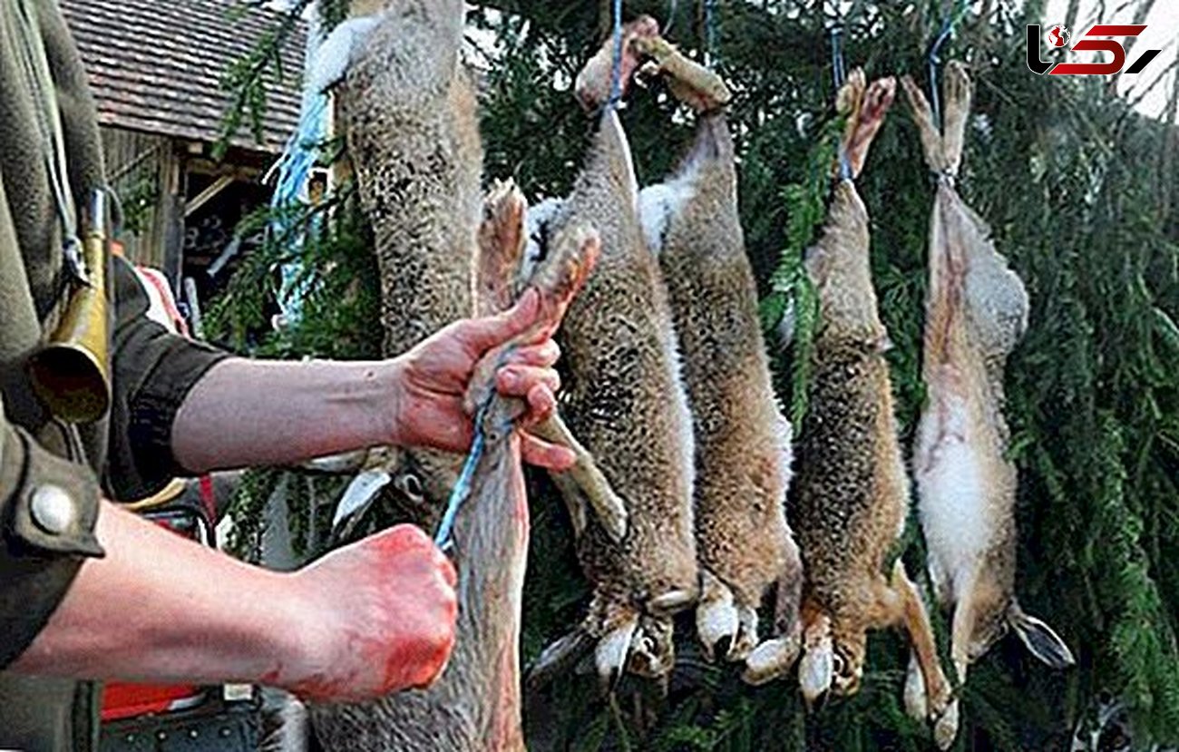 قتل ۱۷ خرگوش بخاظر کل‌ کل دو شکارچی + فیلم