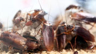 اگر حشرات نابود شوند، چه می‌شود؟ + تصاویر