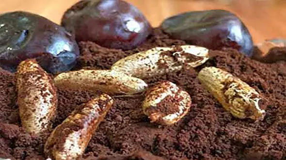 خواص قهوه هسته خرما و مضرات آن + طرز تهیه قهوه هسته خرما