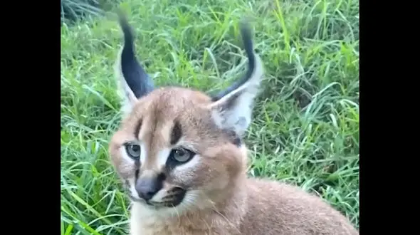 حرکات گوش این گربه سوژه عکاسی شد / فیلم