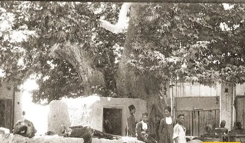 درخت 100 ساله