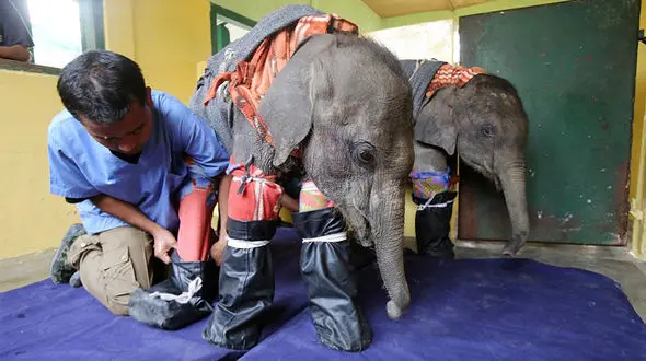 نگهداری از بچه فیل‌های یتیم در هند + فیلم