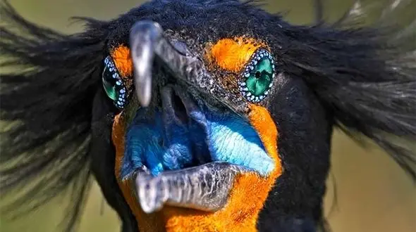 پرنده زیبا، اما آشفته + عکس