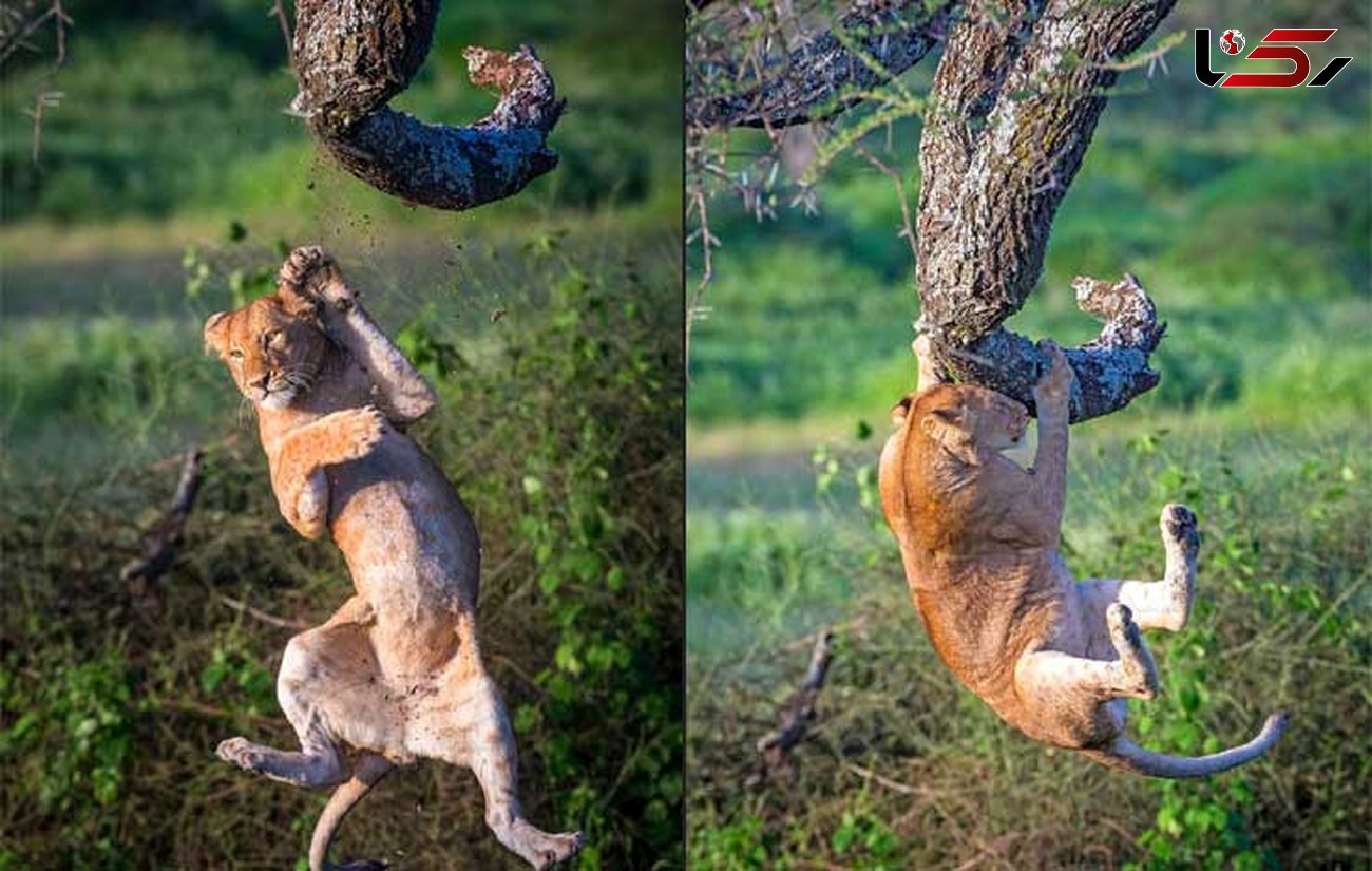 سقوط خنده‌دار بچه شیر از درخت