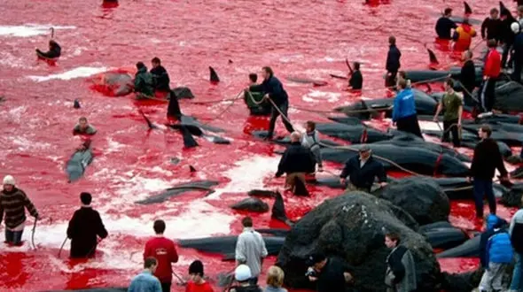 500 نهنگ در رسمی عجیب و وحشیانه قربانی شدند+تصاویر