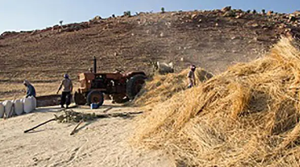 گیر کردن شالگردن در داخل خرمن کوب سبب مرگ یک کشاورز شد