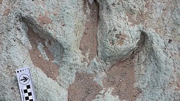 کشف فسیل دایناسورهای 12 میلیون ساله