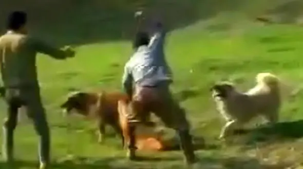 بازداشت مرد سگ کش در بیله سوار اردبیل (فیلم غیرقابل انتشار)