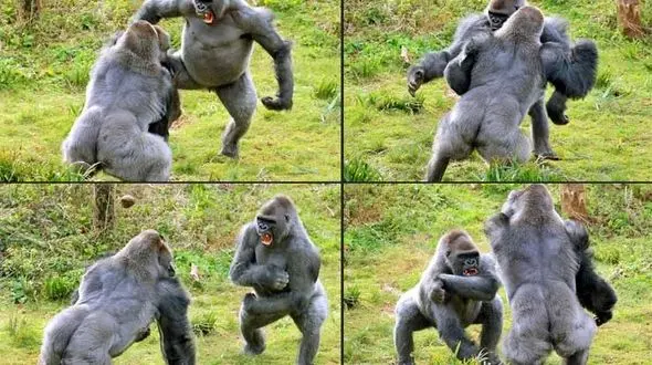 جدال گوریل‌ها بر سر سیب‌زمینی