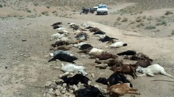 وحشت از حمله خونین گرگ ها در دالاهو + جزییات