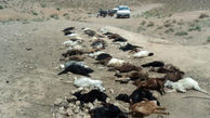 حمله مرگبار گرگ های گرسنه به 68 گوسفند + عکس