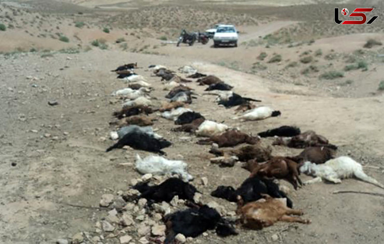 حمله مرگبار گرگ های گرسنه به 68 گوسفند + عکس