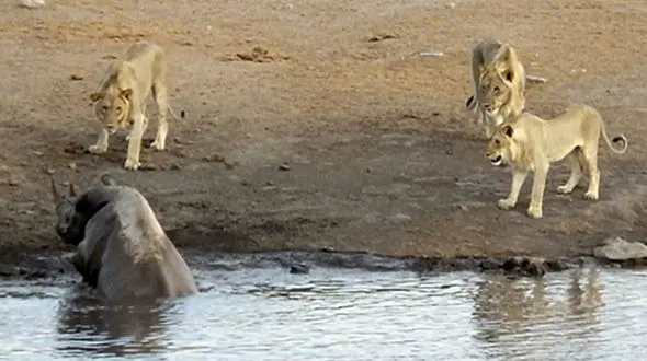 فرار کرگدن مادر از محاصره شیرهای گرسنه + فیلم