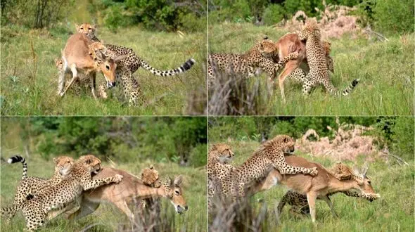 آموزش شکار برای بچه یوزپلنگ + فیلم و عکس