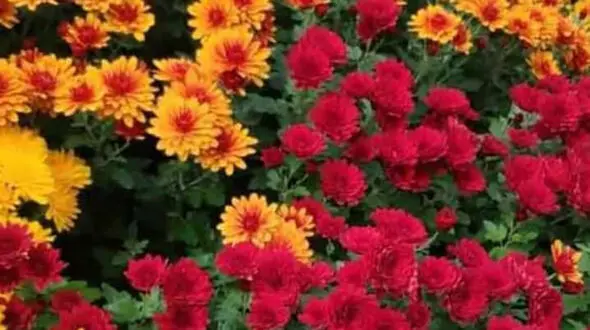 فال و طالع بینی 8 مهر ماه + فیلم 